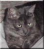 Basil