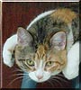 Patches