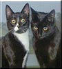 Rocky, Taz