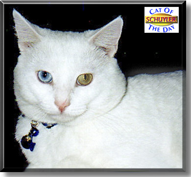 Schuyler, the Cat of the Day