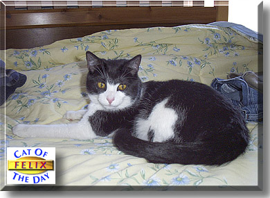 Felix, the Cat of the Day
