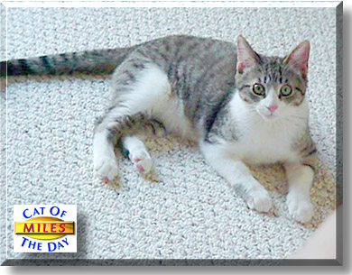 Miles, the Cat of the Day