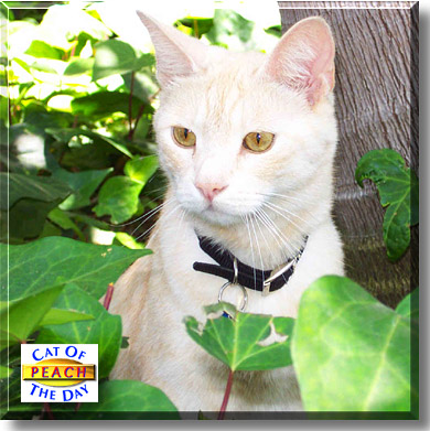 Peach, the Cat of the Day