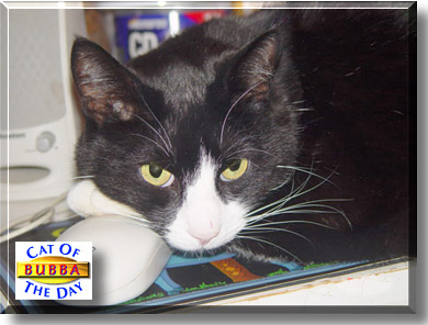 Bubba, the Cat of the Day