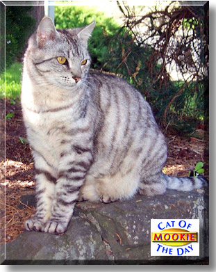 Mookie, the Cat of the Day