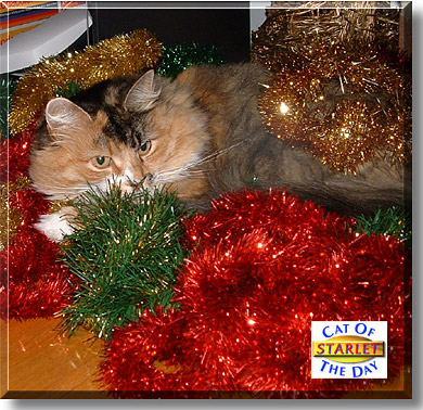 Starlet, the Cat of the Day