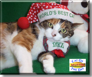 Muffin, the Cat of the Day