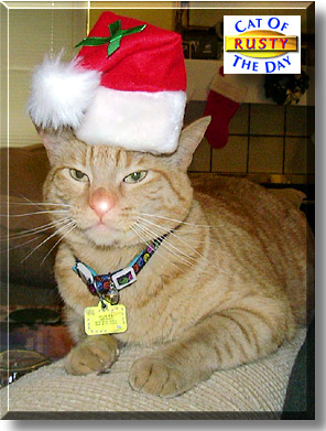 Rusty, the Cat of the Day