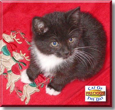 Precious, the Cat of the Day