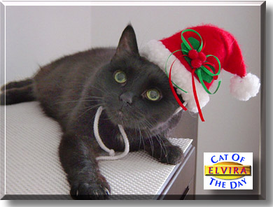 Elvira, the Cat of the Day