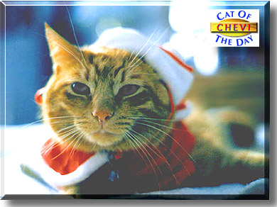 Chevi, the Cat of the Day