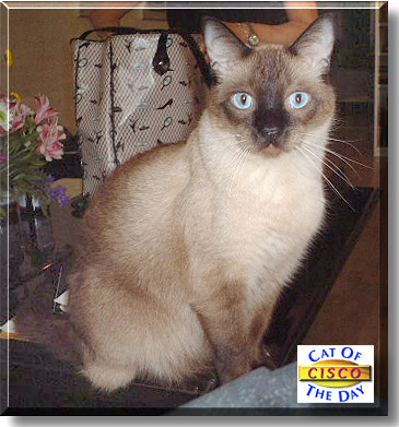 Cisco, the Cat of the Day