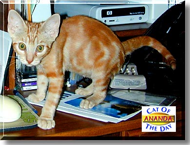 Ananda, the Cat of the Day