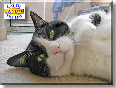 Bandit Wolf, the Cat of the Day