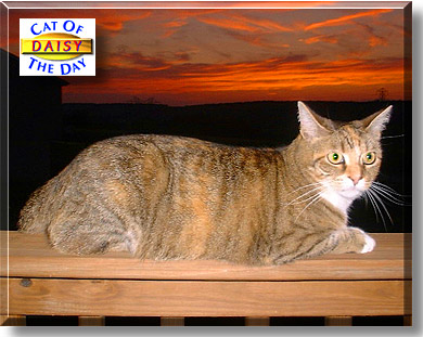 Daisy, the Cat of the Day