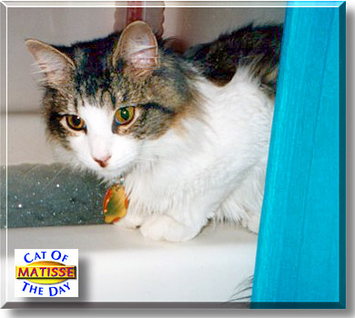 Matisse, the Cat of the Day