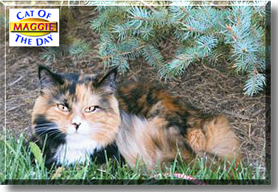 Maggie, the Cat of the Day