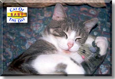 Baby, the Cat of the Day