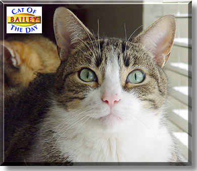 Bailey, the Cat of the Day