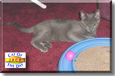 Jack, the Cat of the Day