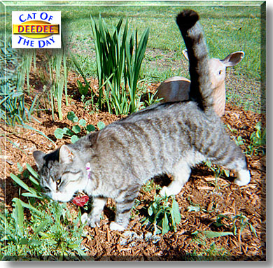 Deedee, the Cat of the Day