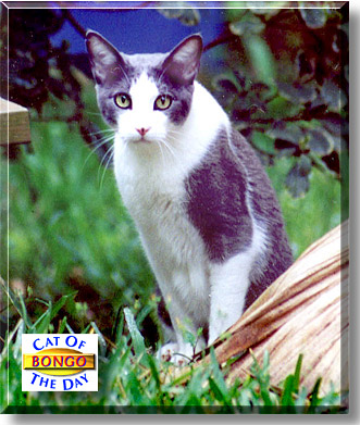 Bongo, the Cat of the Day