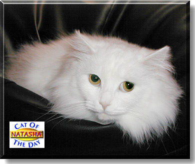 Natasha, the Cat of the Day
