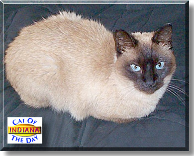 Indiana, the Cat of the Day