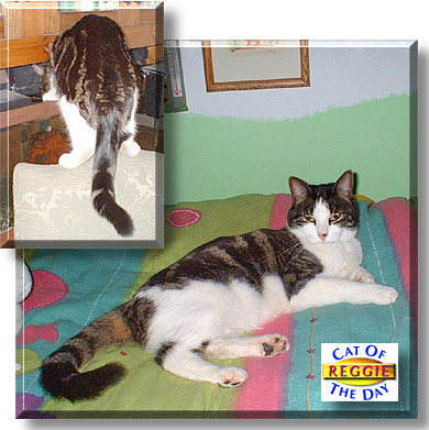 Reggie, the Cat of the Day