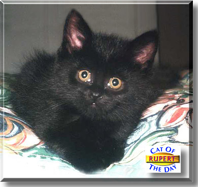Rupert, the Cat of the Day