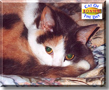 Bonnie, the Cat of the Day