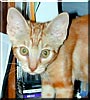 Ananda