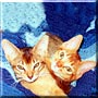 Bodhi, Maya