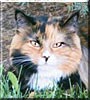 Maggie