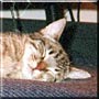 Simon