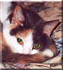 Bonnie