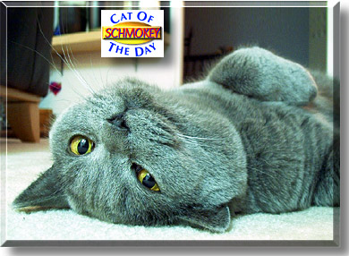 Schmokey Two Step, the Cat of the Day
