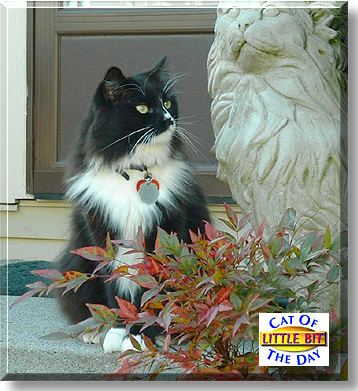Little Bit, the Cat of the Day