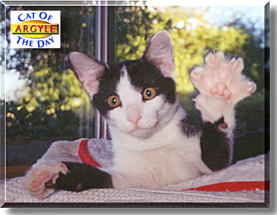 Argyle, the Cat of the Day