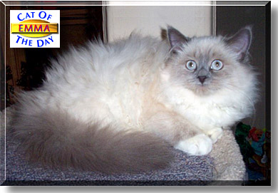Emma, the Cat of the Day