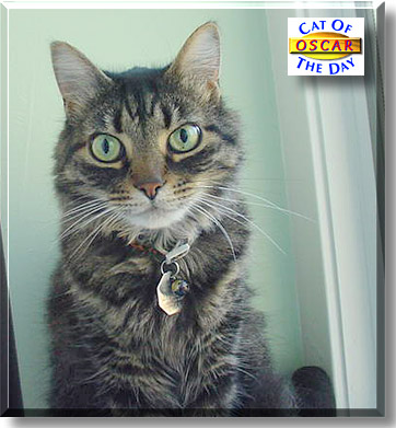 Oscar, the Cat of the Day