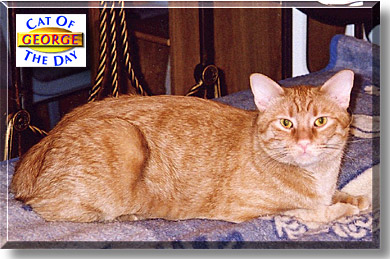 George, the Cat of the Day