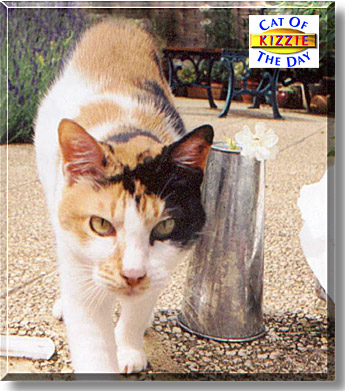 Kizzie, the Cat of the Day
