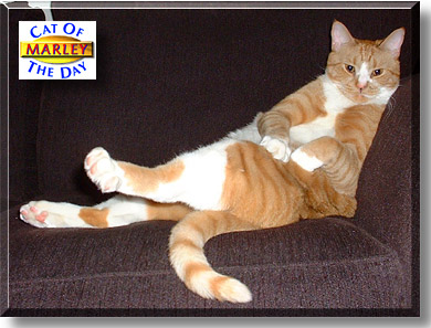 Marley Wellington Sutton-McMaster, the Cat of the Day
