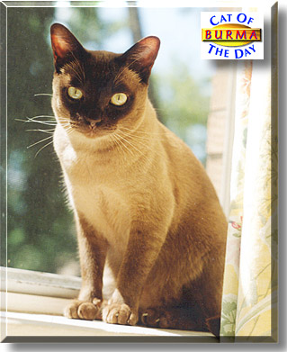 Burma, the Cat of the Day