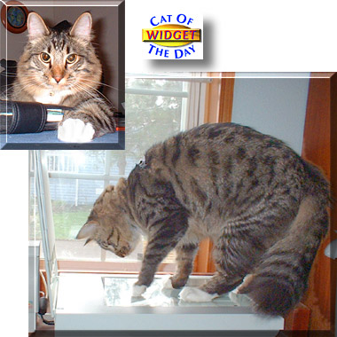 Widget, the Cat of the Day