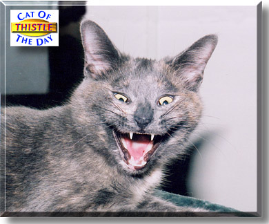 Thistle, the Cat of the Day