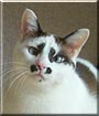 Ham