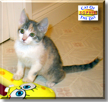 Sophie, the Cat of the Day