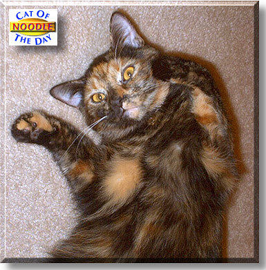 Noodle, the Cat of the Day